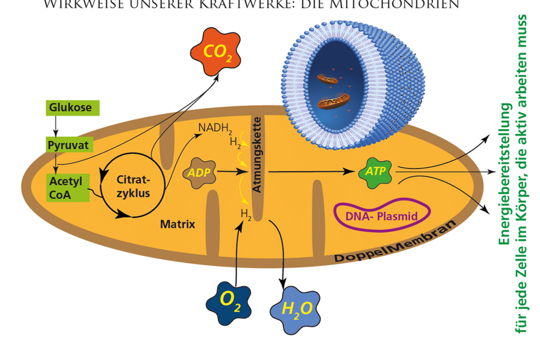 Mitochondrien – die Kraftwerke des Körpers