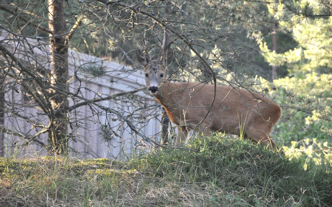 Raus in die Natur