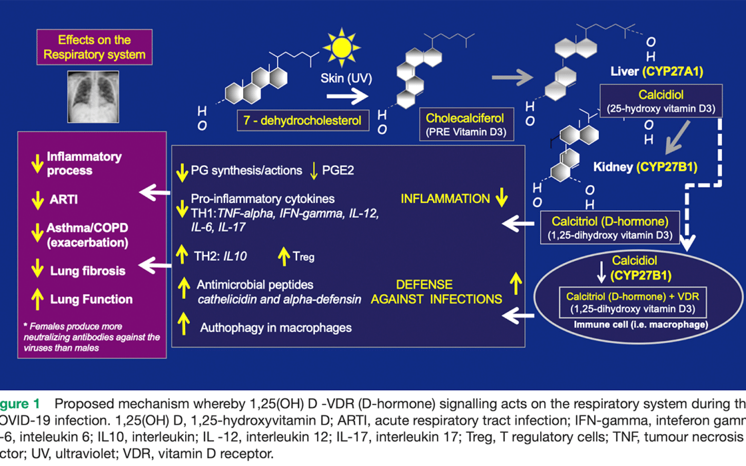 Fit mit Vitamin D
