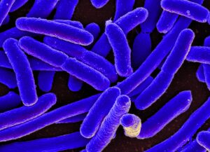 Bakterium E. coli-Liebling der Zellforscher