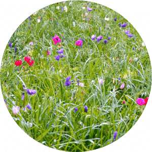 Blumenwiese